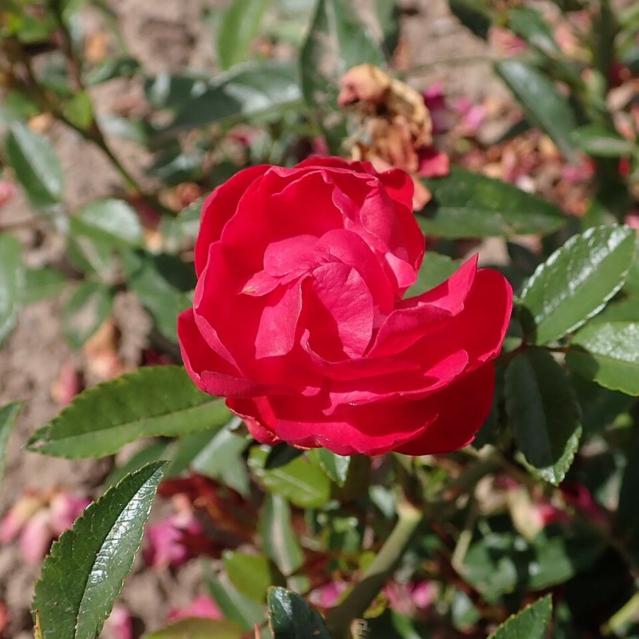 Morsdag Red