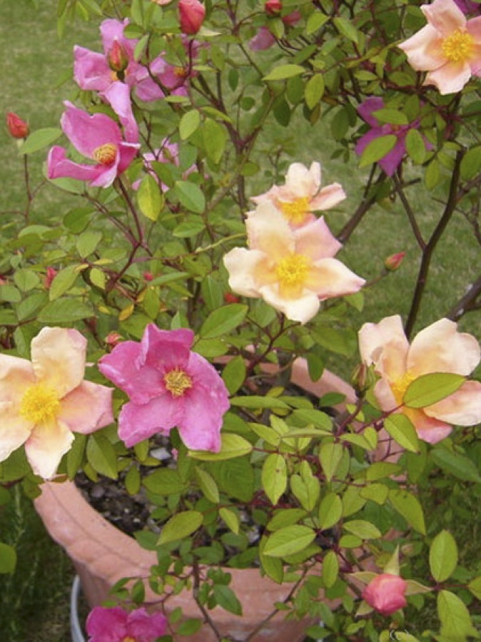Mutabilis / Мутабіліс