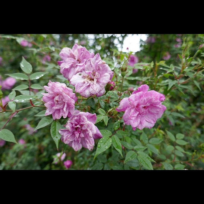 Old Blush / Parsons' Pink China / Олд Блаш