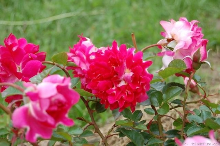 Ruffles Passion / Пейшн Рафлз — показове фото серії Ruffle Roses Interplant (Romantic Ruffles, близький родич)