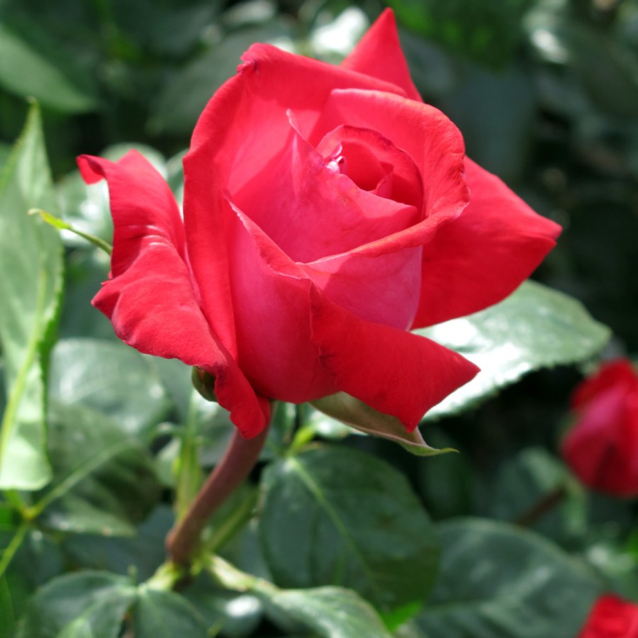 Red Devil / Ред Девіл
