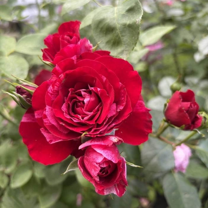 Red Intuition