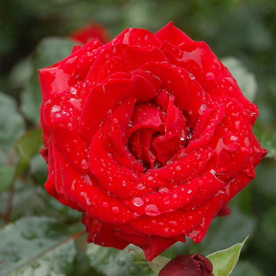 Red Queen