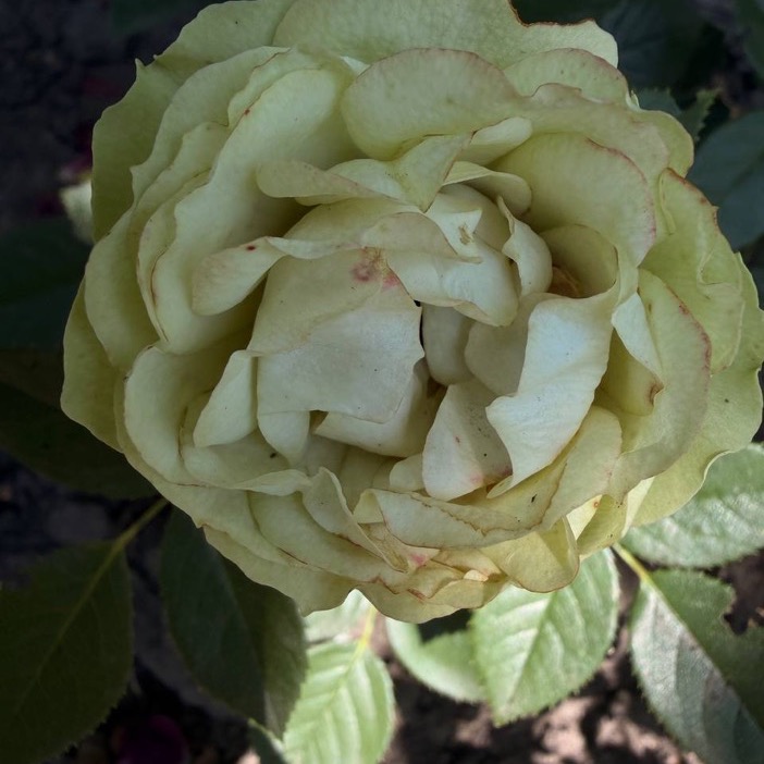 Lovely Rokoko / Лавлі Рококо