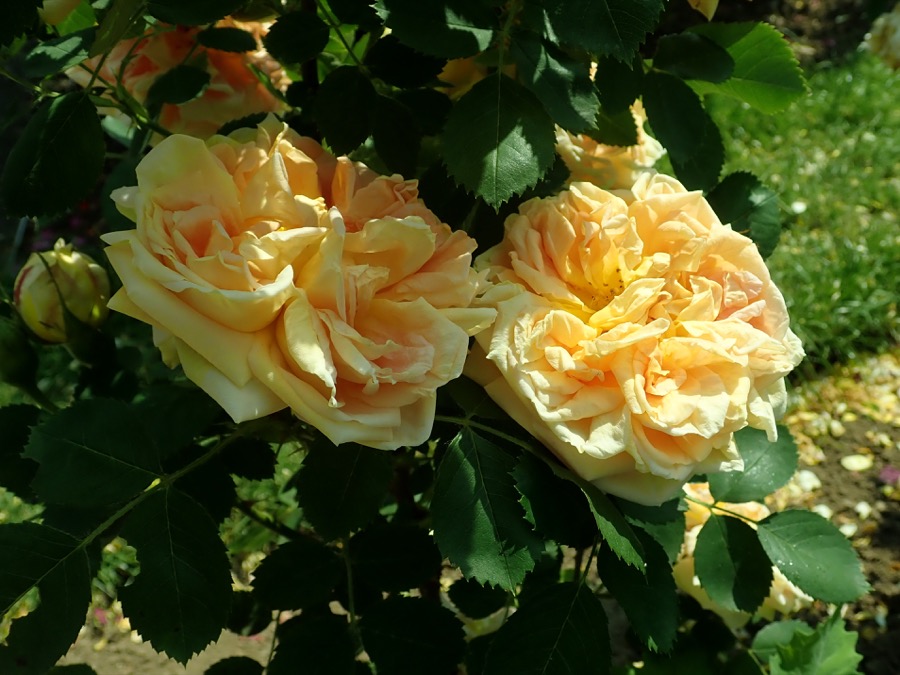 Soleil d'Or / Солей д'Ор