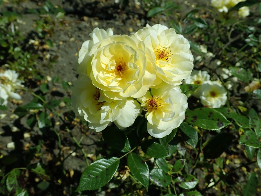 Sonnenschirm
