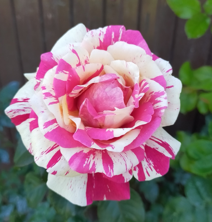 Vanille Fraise