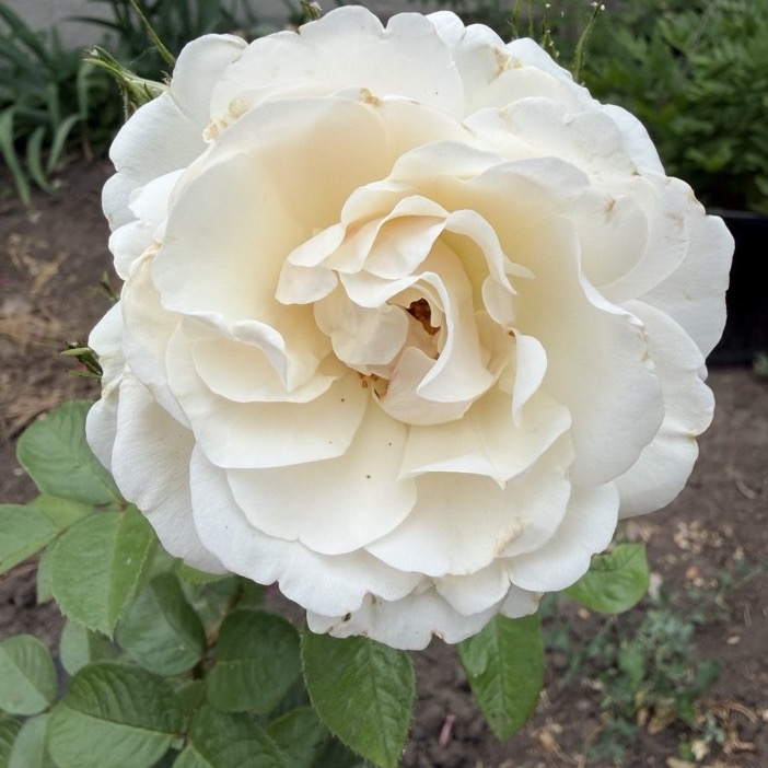 White Dawn