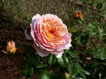 Abraham Darby