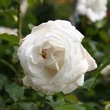 Annapurna
