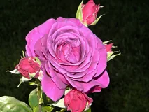 Big Purple