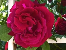 Black Prince