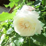 Boule de Neige