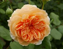 Crown Princess Margareta