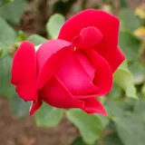 Dame de Coeur