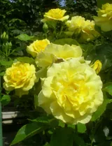 Friesia