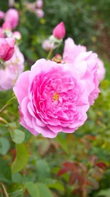 Harlow Carr