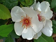 Jacqueline du Pré