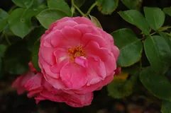 Lawinia