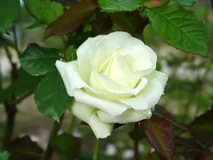 Lovely Green