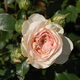 Mariatheresia