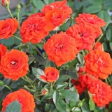 Orange Babyflor