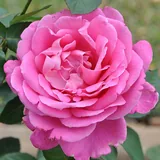 Pink Peace