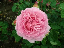 Princess Alexandra of Kent