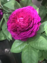 Purple Lodge