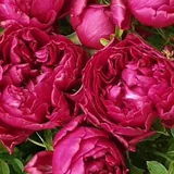 Raspberry Elegance