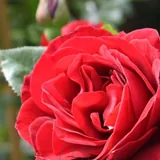 Red Abundance
