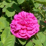 Rose de Rescht