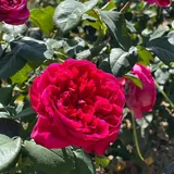 Rouge Royale