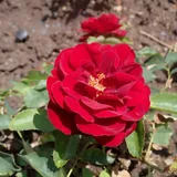 Ruby Celebration