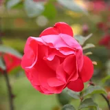 Scarlet Queen Elizabeth