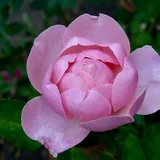 The Alnwick Rose