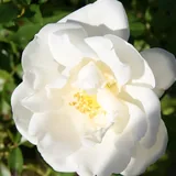 White Flower Carpet