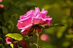 Zéphirine Drouhin