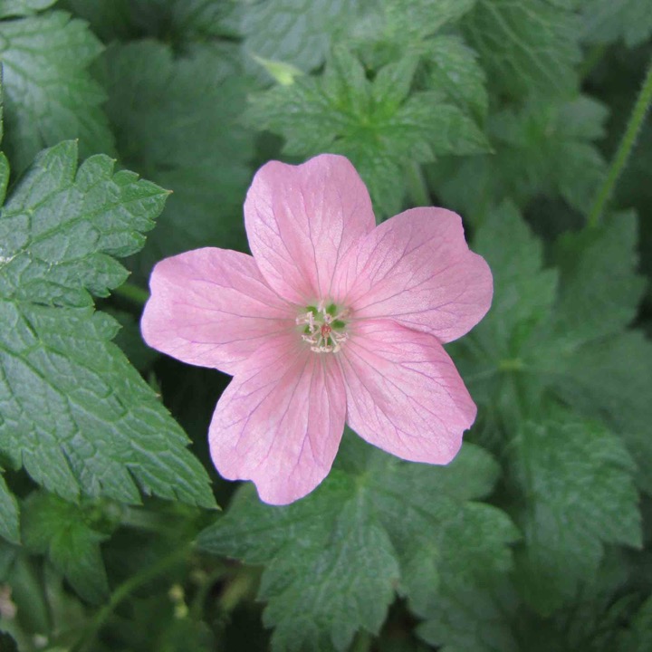 Герань ‘Wargrave Pink’