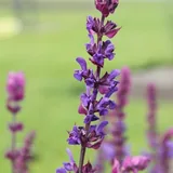 Salvia 'Victoria Blue'